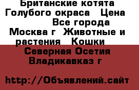 Британские котята Голубого окраса › Цена ­ 8 000 - Все города, Москва г. Животные и растения » Кошки   . Северная Осетия,Владикавказ г.